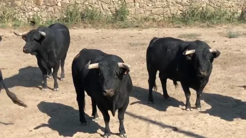 Toros preparados antes de comenzar un encierro La ganadería de Passanha protagonizará los primeros encierros de las fiestas de San Sebastián de los Reyes 2018