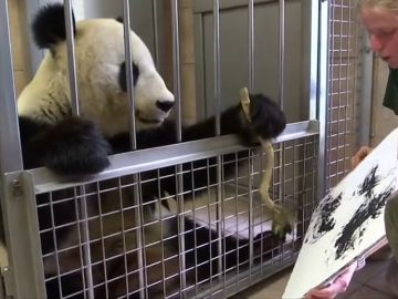 El zoológico de Viena atrae a los visitantes con una nueva atracción: un panda que pinta