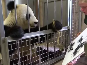 El zoológico de Viena atrae a los visitantes con una nueva atracción: un panda que pinta El zoológico de Viena atrae a los visitantes con una nueva atracción: un panda que pinta