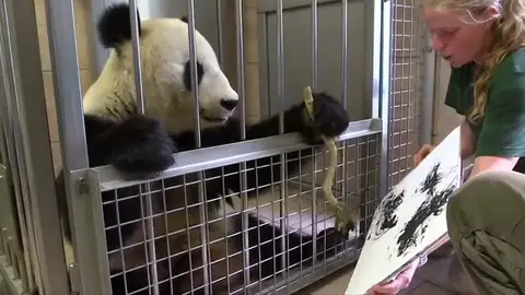 El zoológico de Viena atrae a los visitantes con una nueva atracción: un panda que pinta El zoológico de Viena atrae a los visitantes con una nueva atracción: un panda que pinta