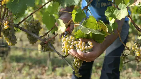 Temor a nuevos contagios en Jumilla por la vendimia Temor a nuevos contagios en Jumilla por la vendimia