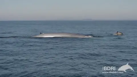 Avistan un grupo de delfines jugando con una ballena en Galicia Avistan un grupo de delfines jugando con una ballena en Galicia
