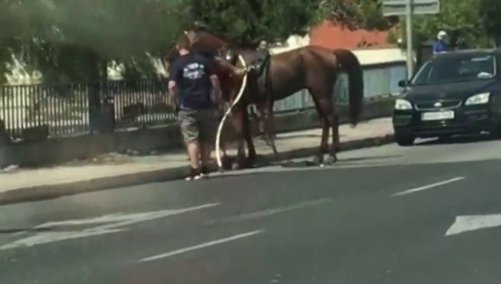 Interceptan a un caballo desbocado de una galera en Mallorca