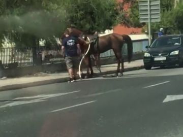 Interceptan a un caballo desbocado de una galera en Mallorca