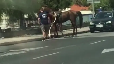 Interceptan a un caballo desbocado de una galera en Mallorca Interceptan a un caballo desbocado de una galera en Mallorca