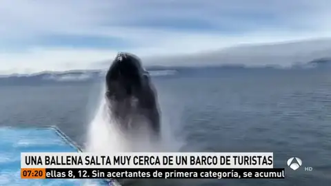 BALLENA BALLENA