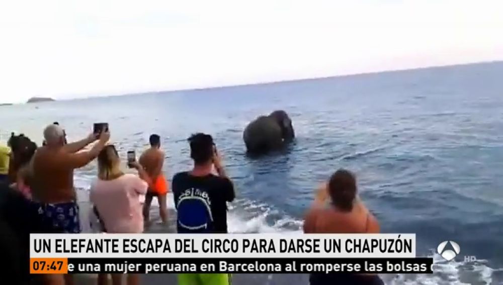 Encuentran a un elefante bañándose en la playa de Calabria, Italia