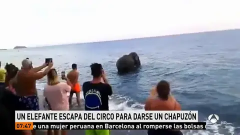 Encuentran a un elefante bañándose en la playa de Calabria, Italia Encuentran a un elefante bañándose en la playa de Calabria, Italia