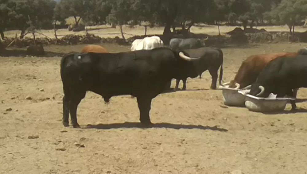 Los toros de la Ganadería de El Estoque protagonizarán el cuarto encierro de San Sebastián de los Reyes