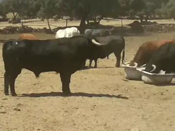 Los toros de la Ganadería de El Estoque protagonizarán el cuarto encierro de San Sebastián de los Reyes Los toros de la Ganadería de El Estoque protagonizarán el cuarto encierro de San Sebastián de los Reyes