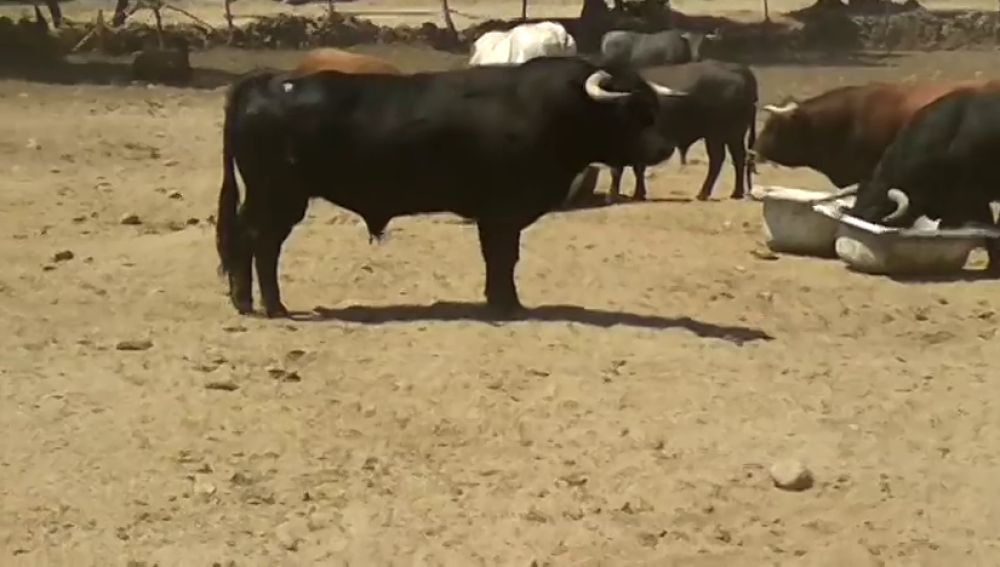 Los toros de la Ganadería de El Estoque protagonizarán el cuarto encierro de San Sebastián de los Reyes