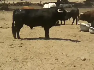 Los toros de la Ganadería de El Estoque protagonizarán el cuarto encierro de San Sebastián de los Reyes Los toros de la Ganadería de El Estoque protagonizarán el cuarto encierro de San Sebastián de los Reyes