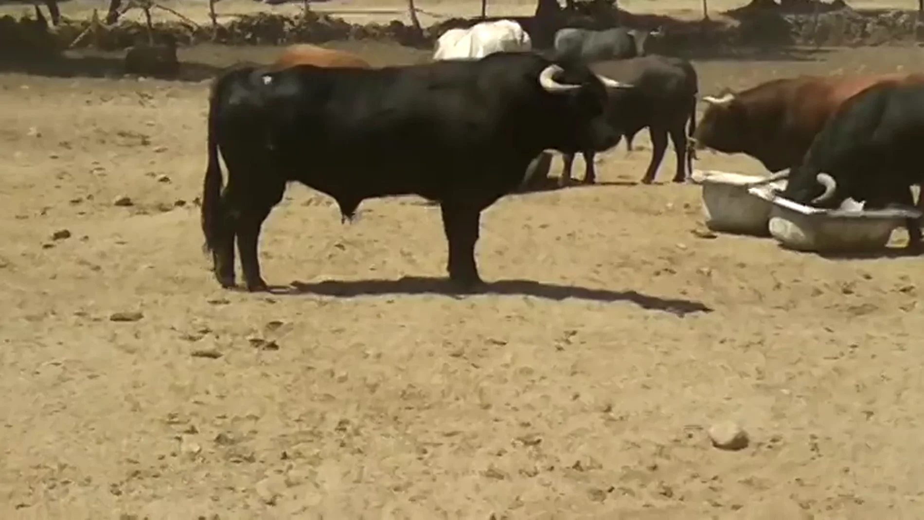 Los toros de la Ganadería de El Estoque protagonizarán el cuarto encierro de San Sebastián de los Reyes Los toros de la Ganadería de El Estoque protagonizarán el cuarto encierro de San Sebastián de los Reyes