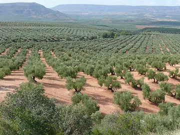 Predecir el comportamiento del cultivo del olivo ante el cambio climatico Predecir el comportamiento del cultivo del olivo ante el cambio climatico