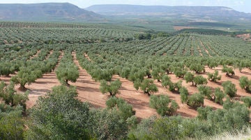 Predecir el comportamiento del cultivo del olivo ante el cambio climatico