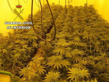 Plantas de marihuana Plantas de marihuana