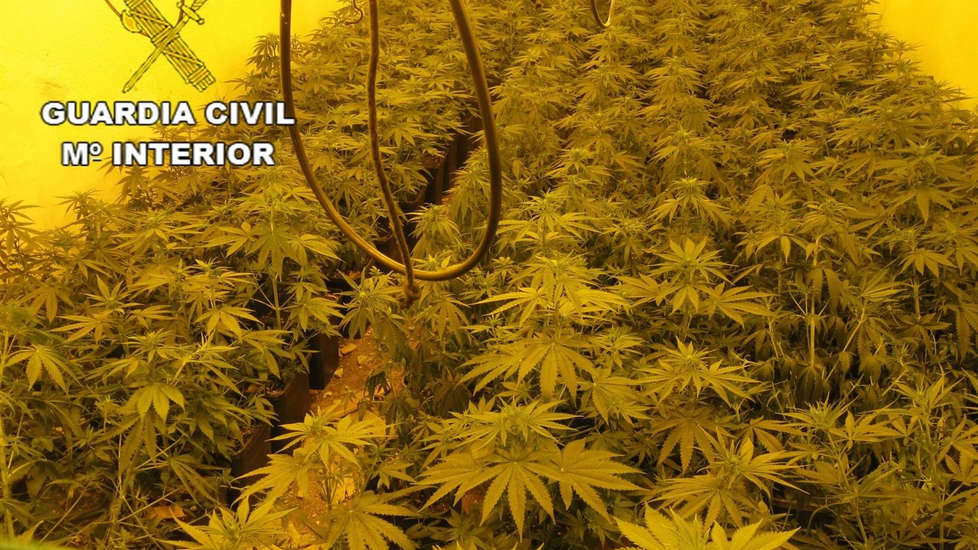 Plantas de marihuana Plantas de marihuana