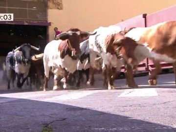 Los toros de la Ganadería de Guadalest protagonizan un peligroso y rápido tercer encierro en San Sebastián de los Reyes