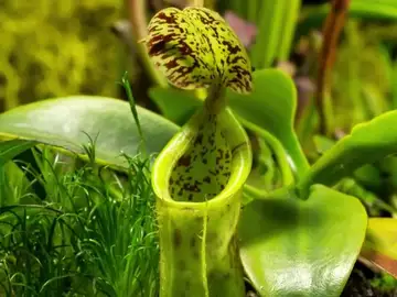 La sorprendente perspectiva de la naturaleza vista a ritmo de "bio-lapse" La sorprendente perspectiva de la naturaleza vista a ritmo de "bio-lapse"