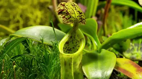 La sorprendente perspectiva de la naturaleza vista a ritmo de "bio-lapse" La sorprendente perspectiva de la naturaleza vista a ritmo de "bio-lapse"