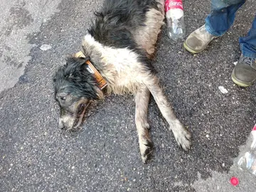 Perro asistido por un golpe de calor en Fuenlabrada Perro asistido por un golpe de calor en Fuenlabrada
