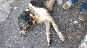 Perro asistido por un golpe de calor en Fuenlabrada