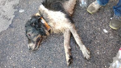 Muere un perro encerrado dentro de un coche al sol en Fuenlabrada