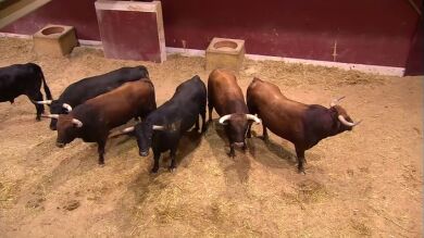 Alberto López Simón, torero: 