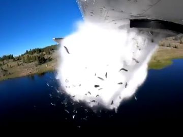 Hipnótico vídeo de una 'lluvia' de peces en un lago de Utah