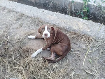 Perro anciano Perro anciano