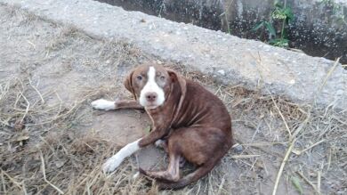 Un perro acompaña durante toda la noche a un anciano con alzheimer que se perdió en Burriana
