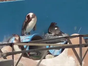 Denuncian el abandono de un delfín y decenas de pingüinos en un acuario japonés abandonado Denuncian el abandono de un delfín y decenas de pingüinos en un acuario japonés abandonado