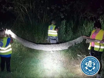 Los restos de la piel de la pitón Los restos de la piel de la pitón