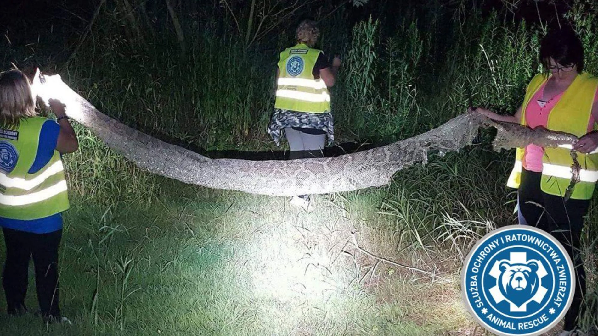 Los restos de la piel de la pitón Los restos de la piel de la pitón