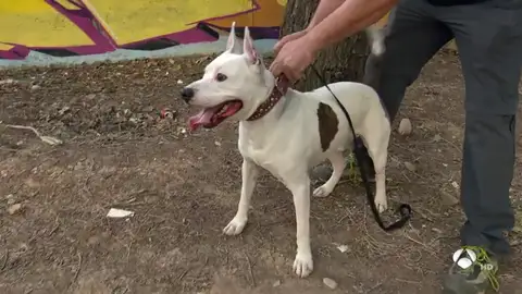 nueva perfil perros nueva perfil perros