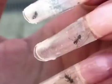  Una nueva moda indigna Rusia: hormigas vivas dentro de las uñas