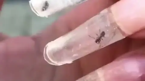Una nueva moda indigna Rusia: hormigas vivas dentro de las uñas Una nueva moda indigna Rusia: hormigas vivas dentro de las uñas