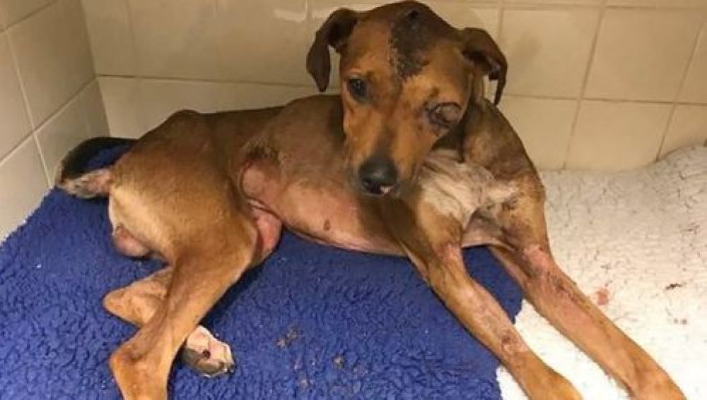 Imagen del perro maltratado