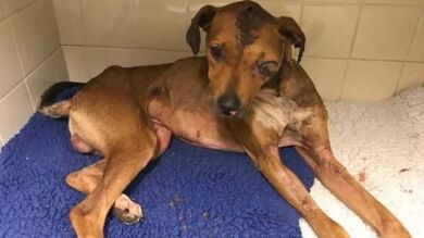 Golpean con un destornillador y prenden fuego a un perro en Inglaterra