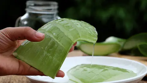 Penca de aloe Penca de aloe