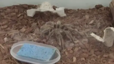 Roban insectos y reptiles de un centro de ciencias en Pensilvania Roban insectos y reptiles de un centro de ciencias en Pensilvania