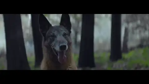 Detienen a un hombre por abandonar a un perro en un área de servicio de la A-4 Detienen a un hombre por abandonar a un perro en un área de servicio de la A-4