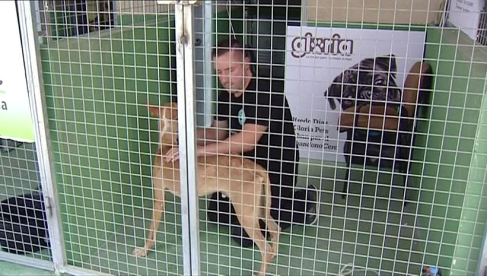 Un activista en contra del abandono animal se encierra en la jaula de una perrera en Alicante