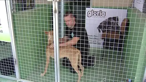 Refugio animal Refugio animal