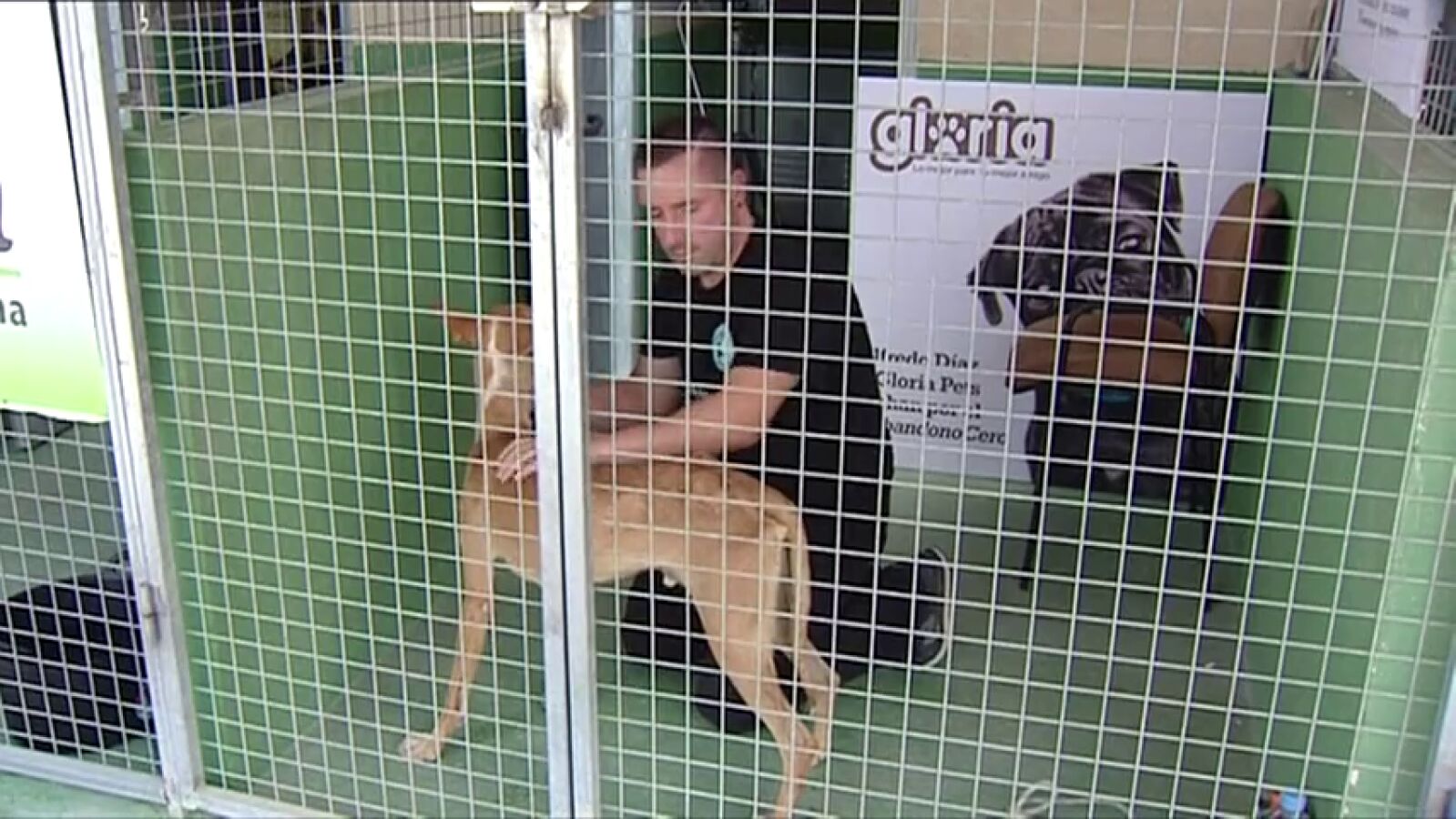 Un activista en contra del abandono animal se encierra en la jaula de una perrera en Alicante