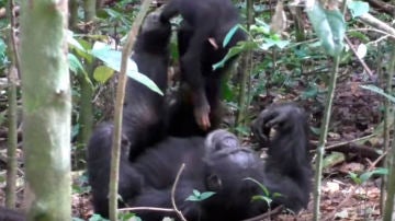 Chimpancé jugando con su cría al "avioncito"