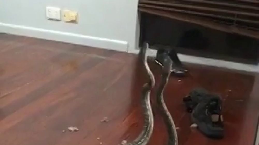 Dos serpientes en plena lucha caen del techo de una casa en Australia