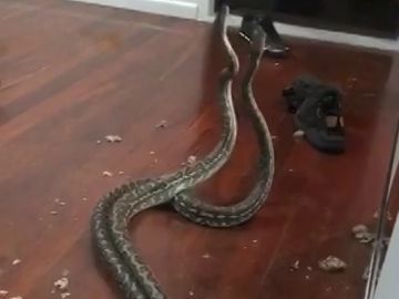 Dos serpientes en plena lucha caen del techo de una casa en Australia