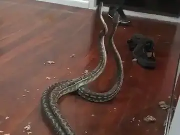 Dos serpientes en plena lucha caen del techo de una casa en Australia Dos serpientes en plena lucha caen del techo de una casa en Australia