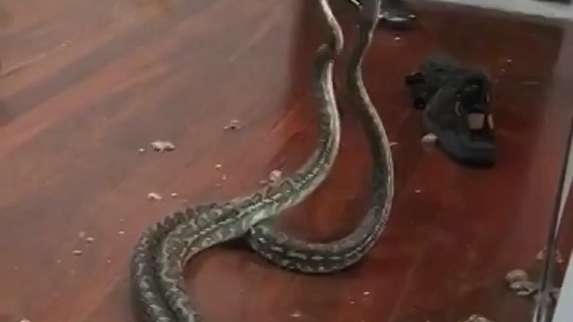 Dos serpientes en plena lucha caen del techo de una casa en Australia Dos serpientes en plena lucha caen del techo de una casa en Australia